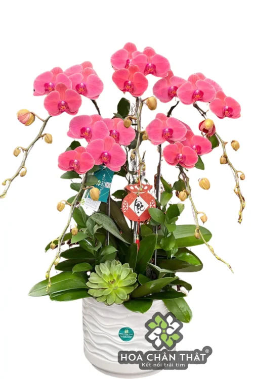 Chậu Lan Hồ Điệp 5 Cành Đỏ Dâu – Vượng Khí Hồng Phát