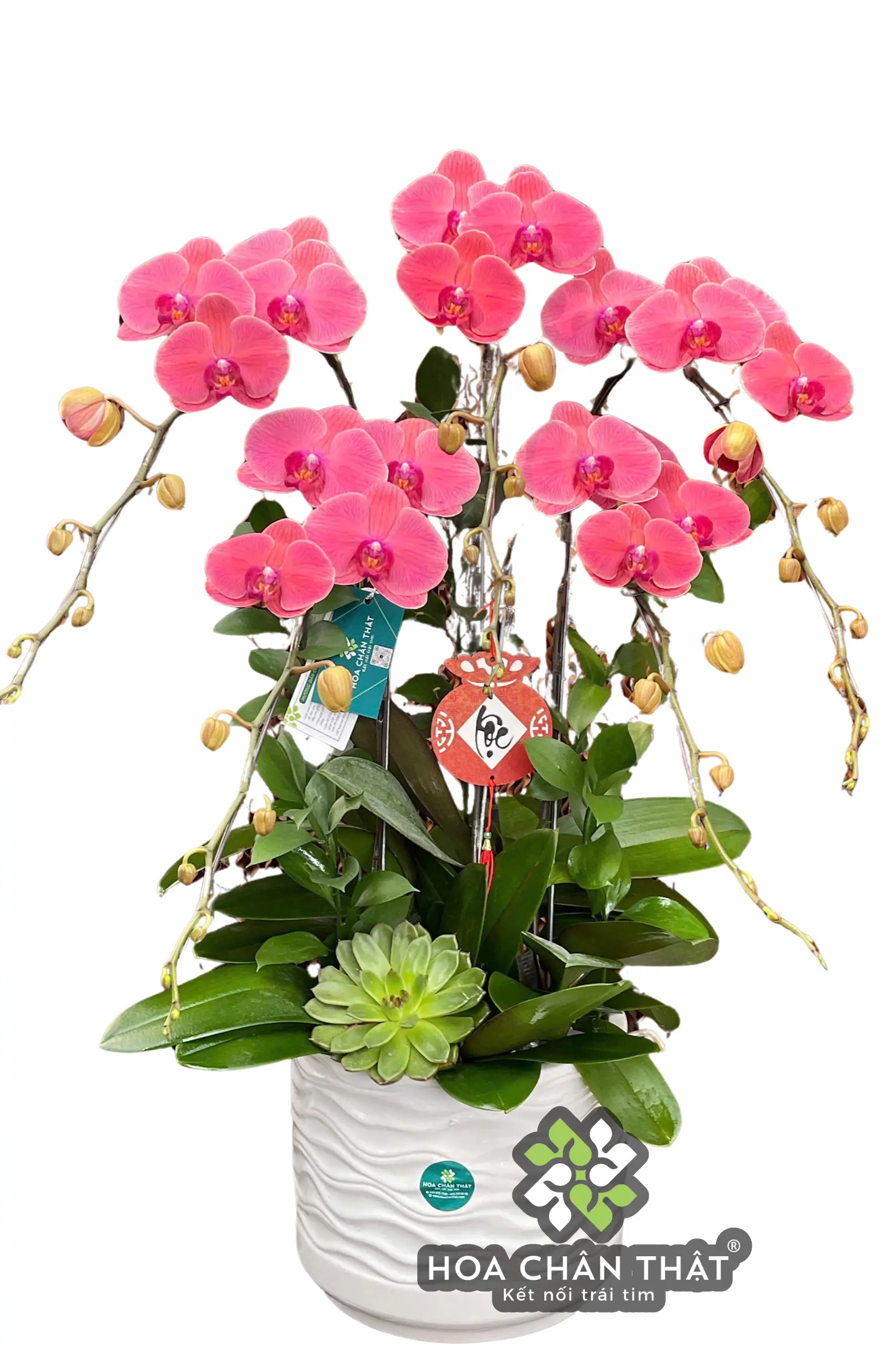 Chậu Lan Hồ Điệp 5 Cành Đỏ Dâu – Vượng Khí Hồng Phát (2) Chau Lan Ho Diep 5 Canh Do Dau – Vuong Khi Hong Phat 2