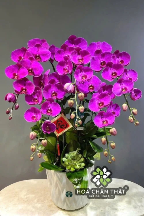 Chau Lan Ho Diep 5 Canh Tim Dia Chu – Phu Quy Cat Tuong 1