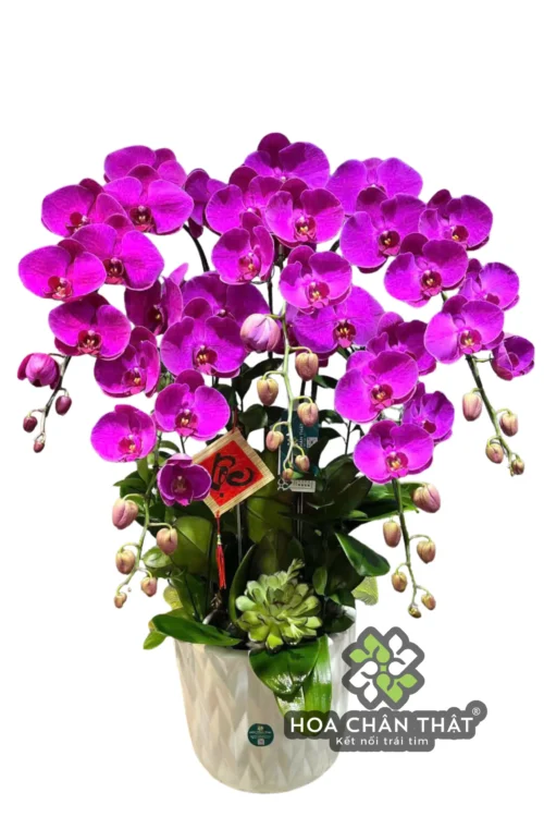 Chậu Lan Hồ Điệp 5 Cành Tím Địa Chủ – Phú Quý Cát Tường