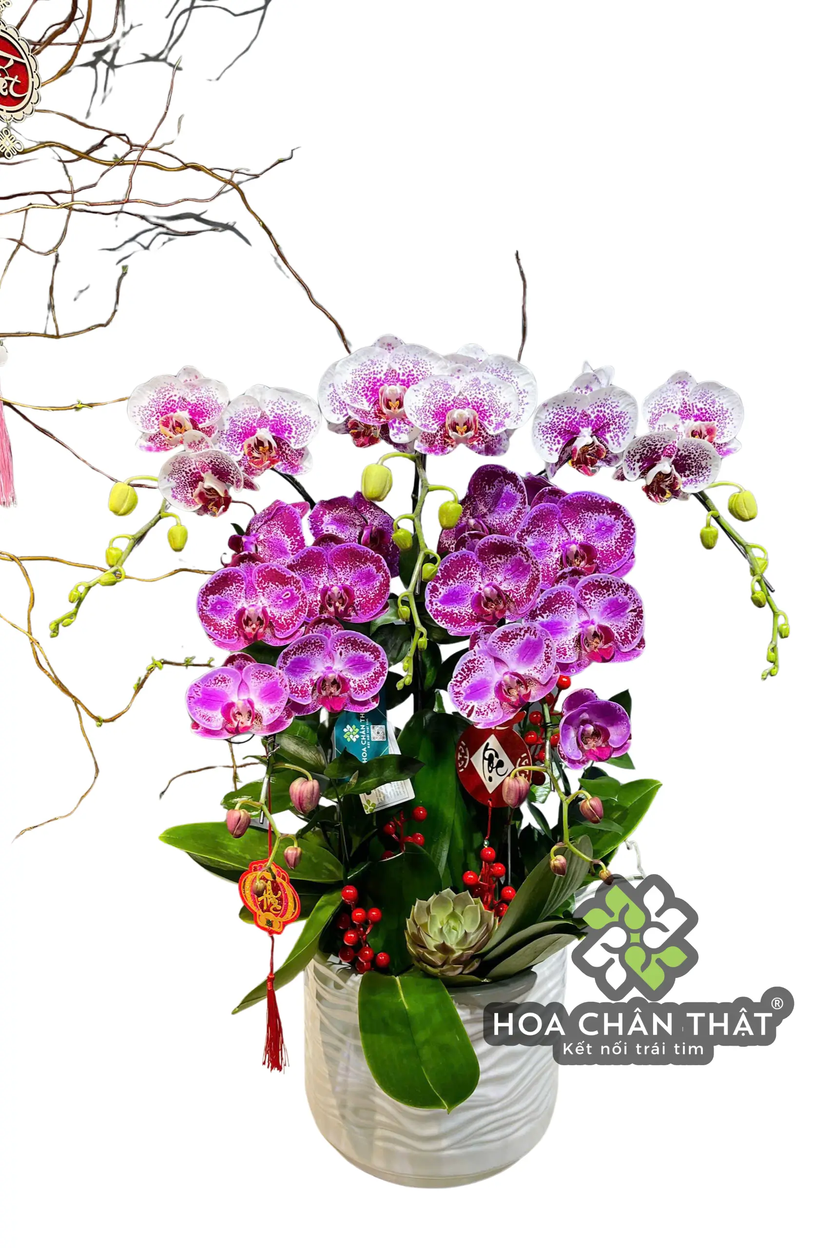 Chậu Lan Hồ Điệp 5 Cành – Tím & Trắng Đột Biến Thanh Tao (1) Chau Lan Ho Diep 5 Canh – Tim Trang Dot Bien Thanh Tao 1