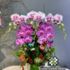 Chậu Lan Hồ Điệp 5 Cành – Tím & Trắng Đột Biến Thanh Tao