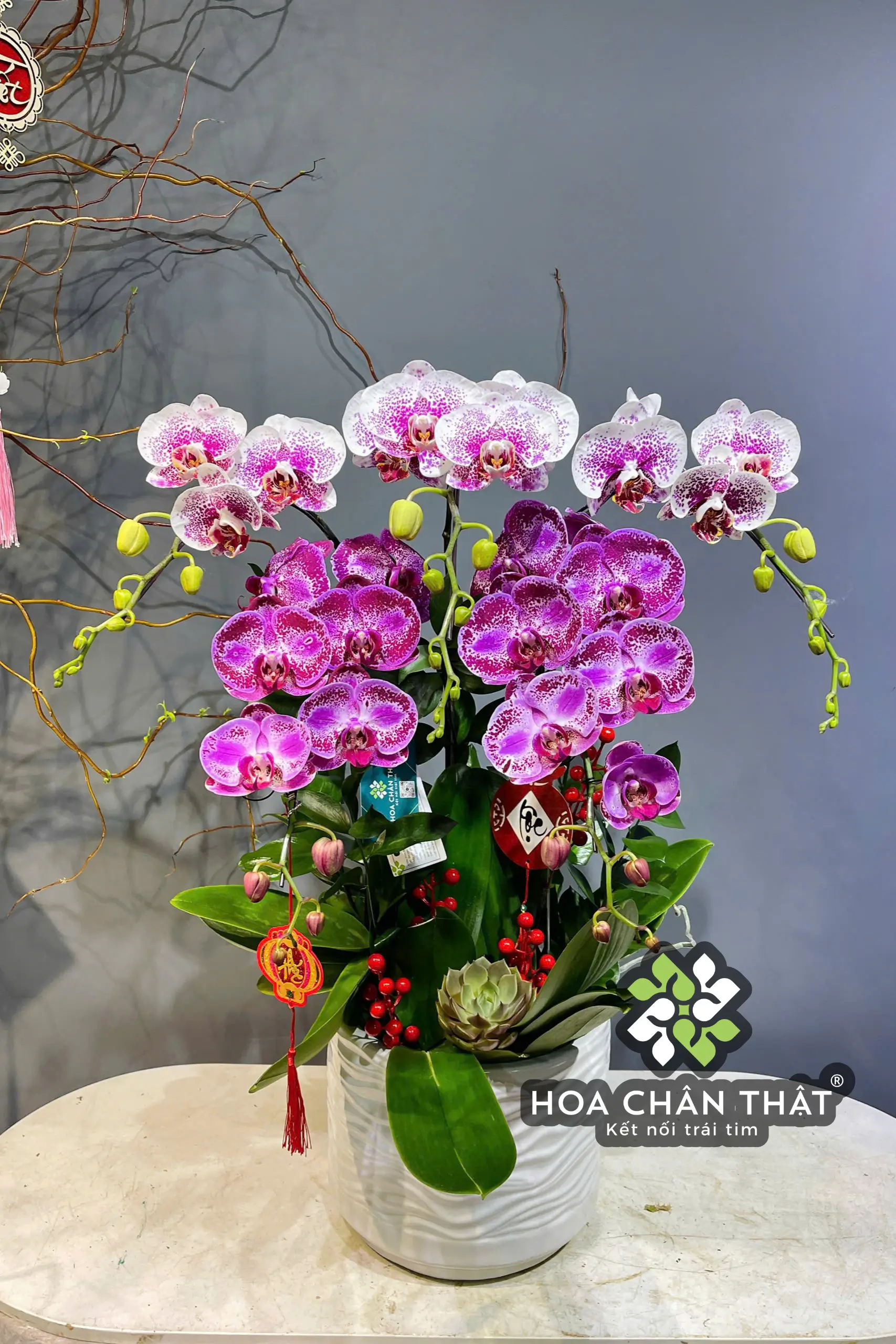 Chậu Lan Hồ Điệp 5 Cành – Tím & Trắng Đột Biến Thanh Tao (2) Chau Lan Ho Diep 5 Canh – Tim Trang Dot Bien Thanh Tao 2