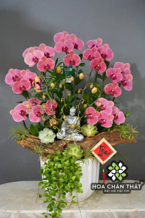 Chậu Lan Hồ Điệp 7 Cành Đỏ Dâu – An Nhiên Phúc Lộc