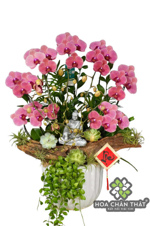 Chậu Lan Hồ Điệp 7 Cành Đỏ Dâu – An Nhiên Phúc Lộc