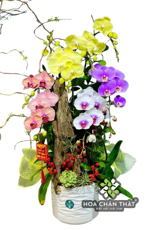 Chậu Lan Hồ Điệp 7 Cành – Ghép Lũa Mix Vàng Trắng Hồng Tím