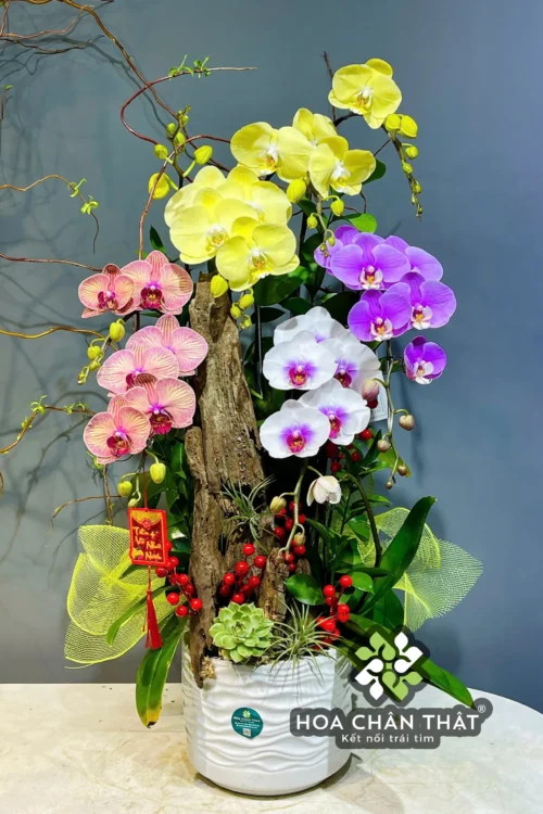 Chau Lan Ho Diep 7 Canh – Ghep Lua Mix Vang Trang Hong Tim 2