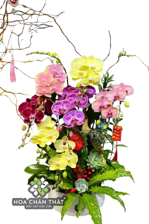 Chậu Lan Hồ Điệp 7 Cành – Vàng Tím Hồng Ghép Lũa Chậu Thấp