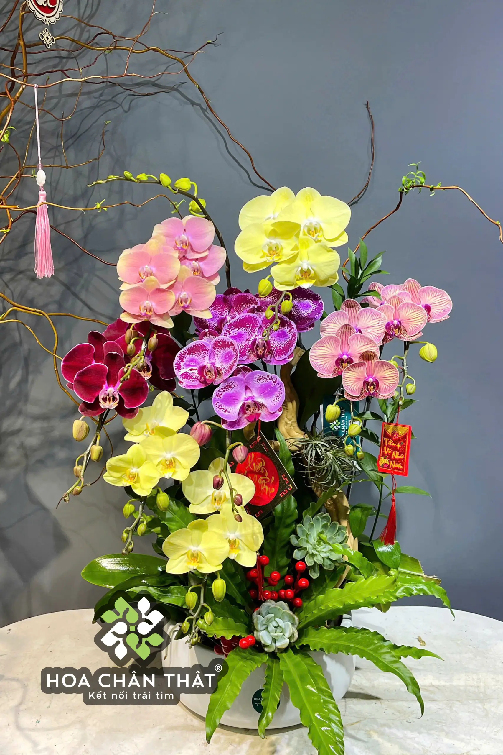 Chậu Lan Hồ Điệp 7 Cành – Vàng Tím Hồng Ghép Lũa Chậu Thấp (2) Chau Lan Ho Diep 7 Canh – Vang Tim Hong Ghep Lua Chau Thap 2