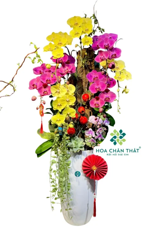 Chậu Lan Hồ Điệp 8 Cành Vàng Đỏ Mận – Vượng Khí Tài Lộc