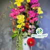 Chậu Lan Hồ Điệp 8 Cành Vàng Đỏ Mận – Vượng Khí Tài Lộc