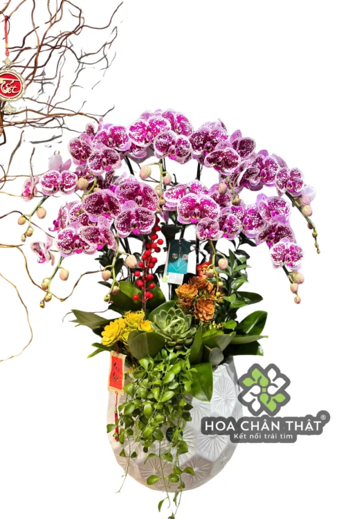 Chậu Lan Hồ Điệp 9 Cành – Tím Sọc Đột Biến Độc Đáo