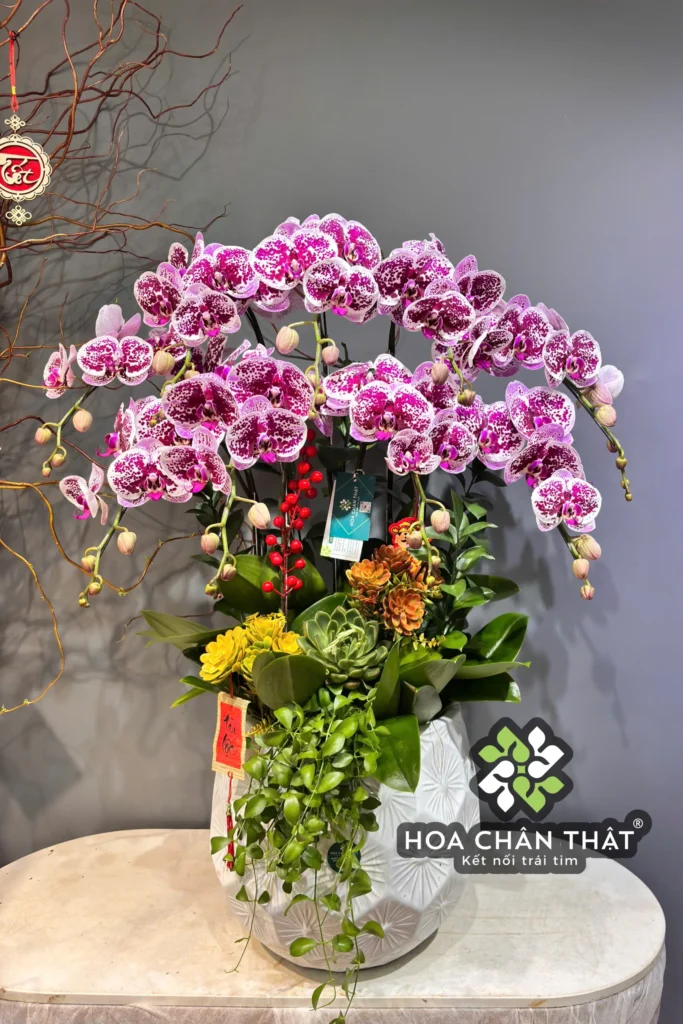 Chậu Lan Hồ Điệp 9 Cành – Màu Tím Sọc Đột Biến Độc Đáo