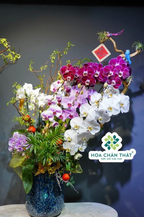 Chậu Lan Nữ Hoàng Kết Hợp 8 Cành Trắng Hồng Tím – Vương Sắc Phú Quý