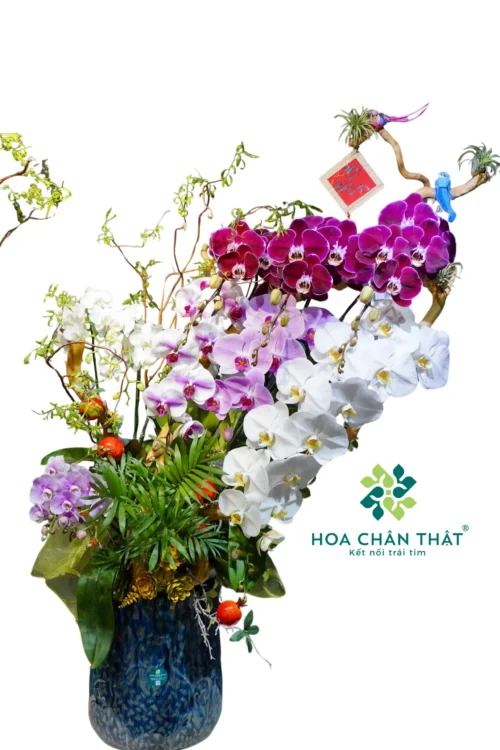Chậu Lan Nữ Hoàng Kết Hợp 8 Cành Trắng Hồng Tím – Vương Sắc Phú Quý