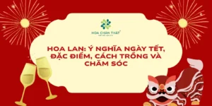 Hoa lan Y nghia ngay Tet dac diem cach trong va cham soc