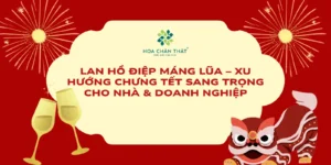 Lan hồ điệp máng lũa – Xu hướng chưng Tết sang trọng cho nhà & doanh nghiệp
