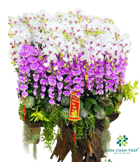 Máng Lũa Lan Hồ Điệp 60 Cành Tím Trắng – Phú Quý Song Hành