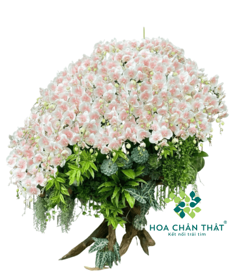 Máng Lũa Lan Hồ Điệp 70 Cành Trắng – Đại Phúc Trường Tồn