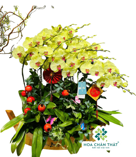 Thuyền lan hồ điệ