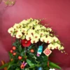 Thuyền Lan Hồ Điệp 15 Cành Màu Vàng – Kim Xuân Phú Quý