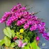 Thuyền Lan Hồ Điệp 15 Cành Tím Đột Biến Vân Trắng – Vương Giả Thịnh Vượng