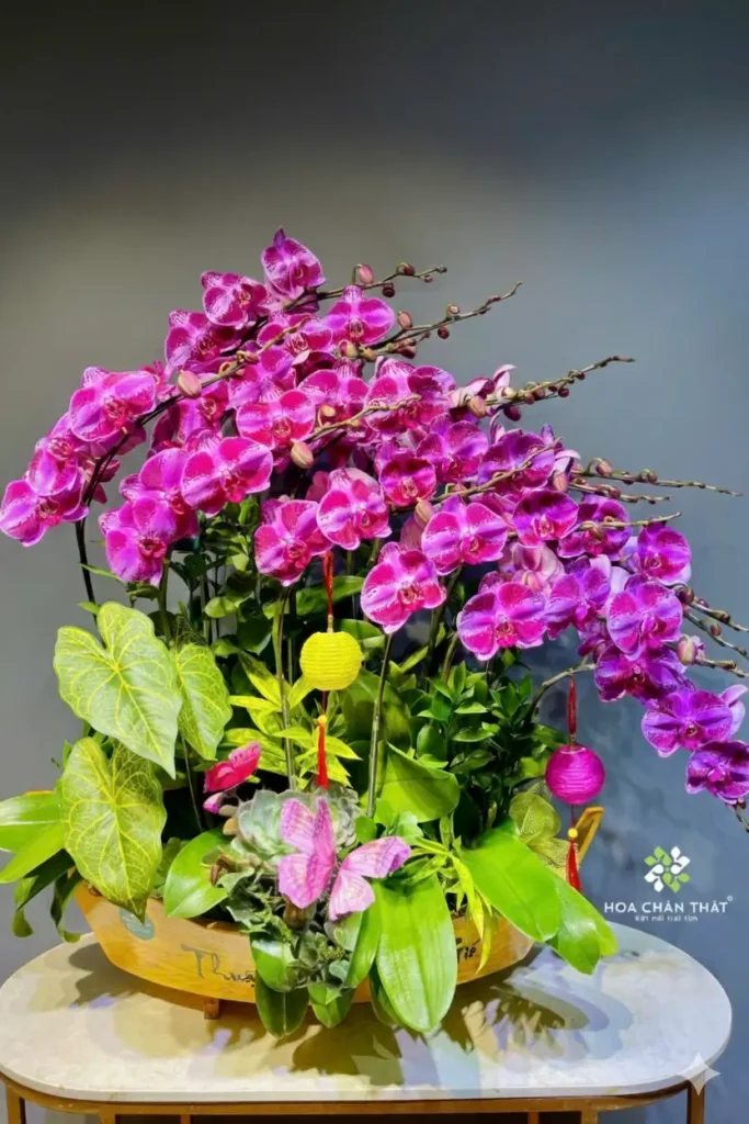 Thuyền Lan Hồ Điệp 15 Cành Tím Đột Biến Vân Trắng – Vương Giả Thịnh Vượng Thuyen Lan Ho Diep 15 Canh Tim Dot Bien Van Trang – Vuong Gia Thinh Vuong 1