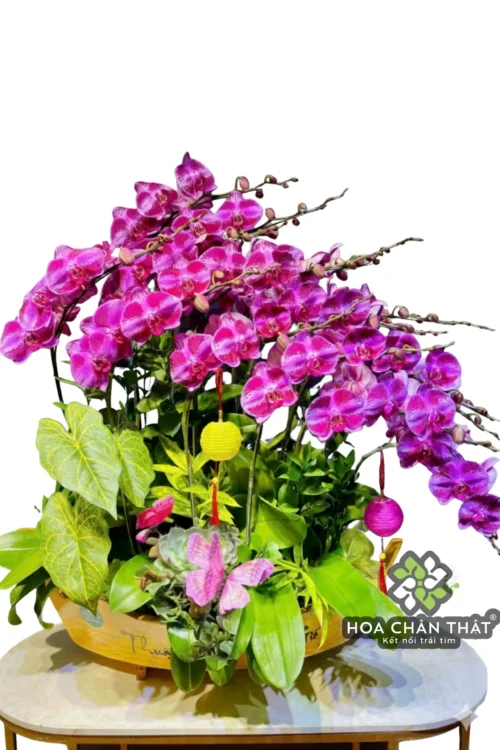 Thuyền Lan Hồ Điệp 15 Cành Tím Đột Biến Vân Trắng – Vương Giả Thịnh Vượng