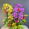 Thuyền Lan Hồ Điệp 8 Cành – Mix Vàng & Hồng Phú Quý