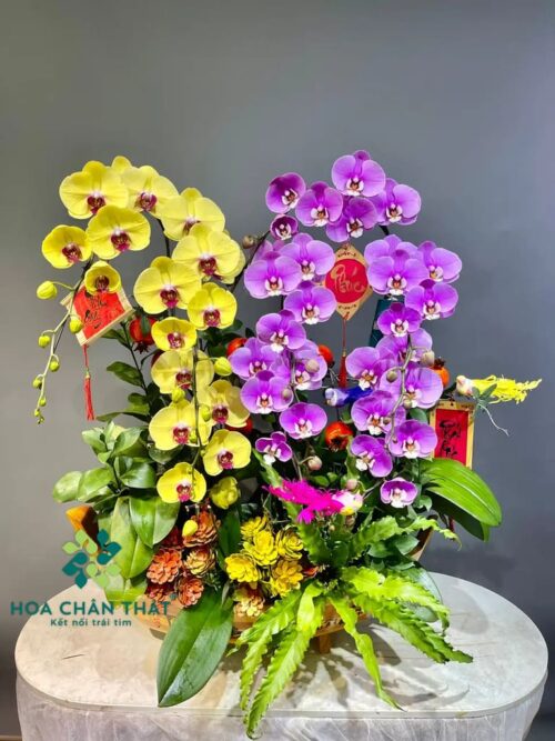 Thuyền Lan Hồ Điệp 8 Cành – Mix Vàng & Hồng Phú Quý