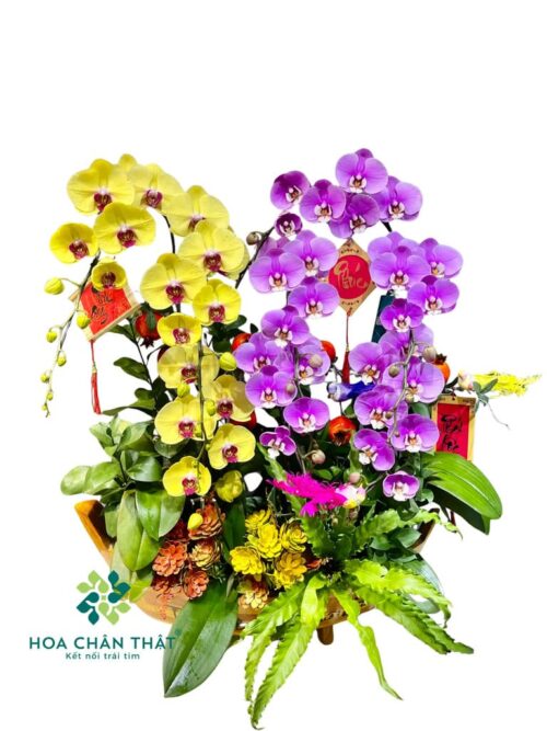 Thuyền Lan Hồ Điệp 8 Cành – Mix Vàng & Hồng Phú Quý