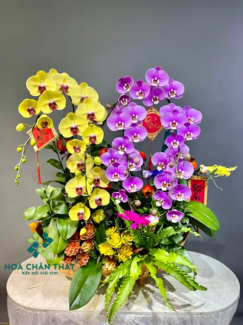 Thuyen Lan Ho Diep 8 Canh – Mix Vang Hong Phu Quy 1