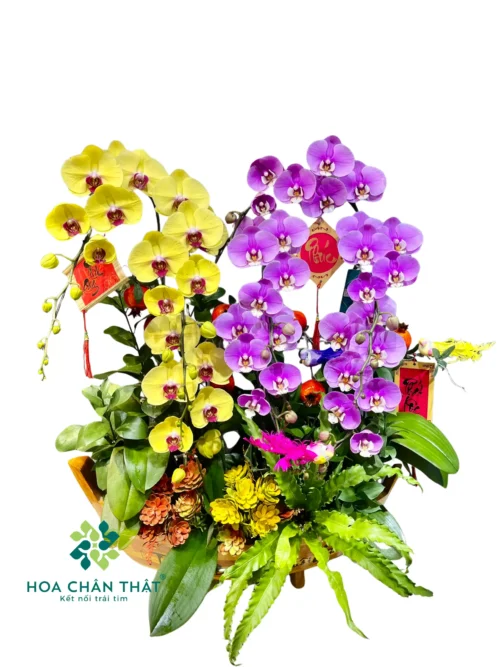 Thuyền Lan Hồ Điệp 8 Cành – Mix Vàng & Hồng Phú Quý