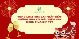 Top 3 Loai Hoa Lan Dat Tien Nhung Nha Co Dieu Kien Hay Chon Mua Dip Tet
