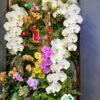 Tranh Lan Hồ Điệp Nữ Hoàng 15 Cành – Vương Khí Viên Mãn