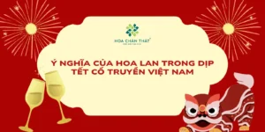 Y Nghia Cua Hoa Lan Trong Dip Tet Co Truyen Viet Nam