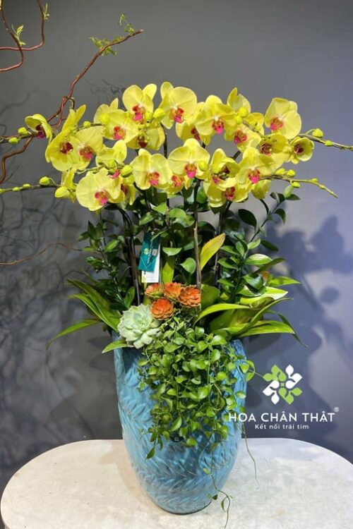 Chậu Lan Hồ Điệp 10 Cành Vàng – Chậu Xanh Thanh Lịch