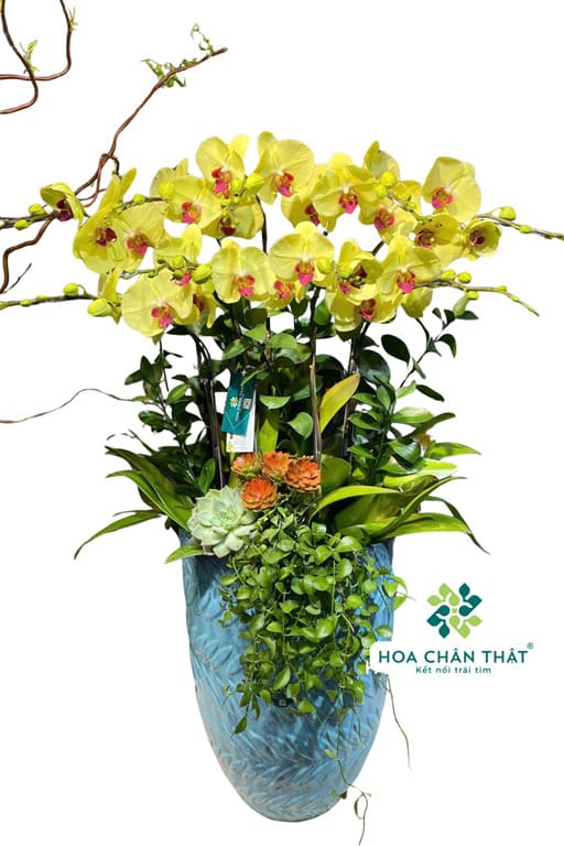 Chậu Lan Hồ Điệp 10 Cành Màu Vàng Lưỡi Đỏ – Chậu Xanh Thanh Lịch Chậu Lan Hồ Điệp 10 Cành Màu Vàng Lưỡi Đỏ – Chậu Xanh Thanh Lịch