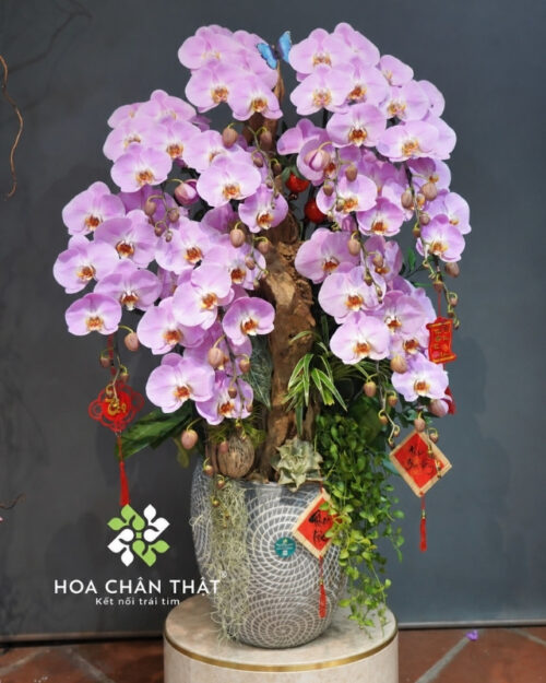 Chậu Lan Hồ Điệp 12 Cành Hồng Ghép Lũa – Dịu Dàng Phú Quý