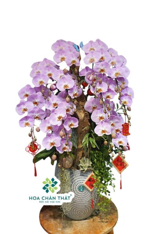 Chậu Lan Hồ Điệp 12 Cành Hồng Ghép Lũa – Dịu Dàng Phú Quý