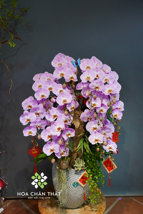 Chau Lan Ho Diep 12 Canh Hong Ghep Lua – Diu Dang Phu Quy 1 1