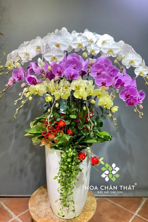 Chậu Lan Hồ Điệp 15 Cành Mix Vàng Trắng Tím – Tam Sắc Thịnh Vượng