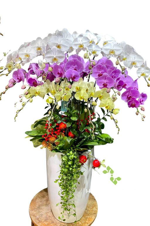 Chậu Lan Hồ Điệp 3 tầng 15 Cành Mix Vàng Trắng Tím – Tam Sắc Thịnh Vượng Chậu Lan Hồ Điệp 3 tầng 15 Cành Mix Vàng Trắng Tím – Tam Sắc Thịnh Vượng
