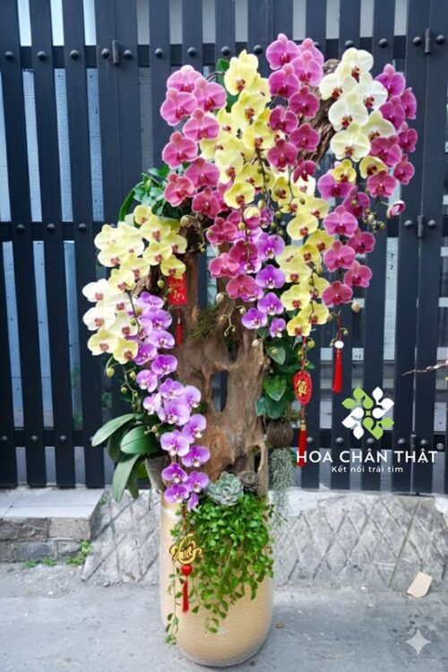 Chậu Lan Hồ Điệp 17 Cành Ghép Lũa Nghệ Thuật – Màu Vàng Hồng Tím Phú Quý