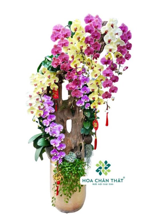 Chậu Lan Hồ Điệp 17 Cành Ghép Lũa Nghệ Thuật – Vàng Hồng Tím Phú Quý