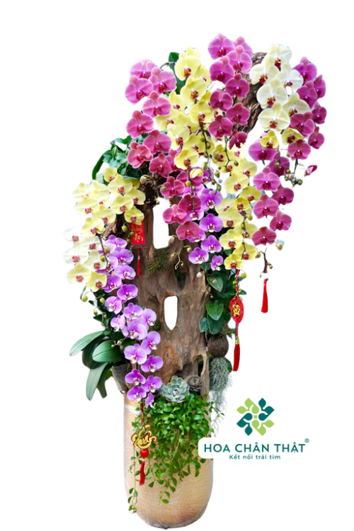 Chậu Lan Hồ Điệp 17 Cành Ghép Lũa Nghệ Thuật – Vàng Hồng Tím Phú Quý