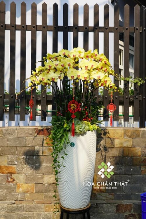 Chậu Lan Hồ Điệp 20 Cành – Chậu Vàng Trắng Cao Sang Trọng