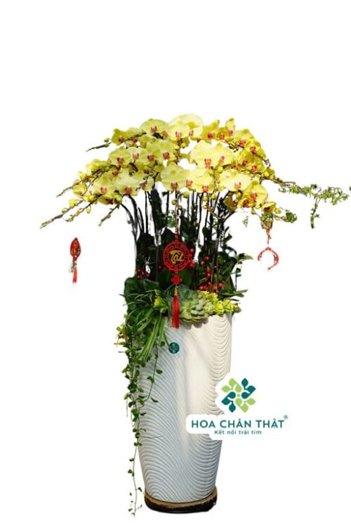 Chậu Lan Hồ Điệp 20 Cành – Chậu Vàng Trắng Cao Sang Trọng