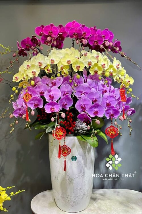 Chậu Lan Hồ Điệp 20 Cành Mix 3 Tầng Tím Hồng Vàng – Sắc Màu Thịnh Vượng