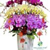 Chậu Lan Hồ Điệp 20 Cành Mix 3 Tầng Tím Hồng Vàng – Sắc Màu Thịnh Vượng